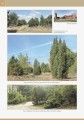 moje-jalowce-3.jpg
